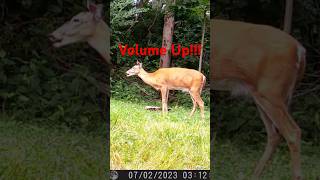 Doe Bleat | Deer Vocalization | Did you Hear that? #deerbleat #DoeBleat #DeerTalk #deervideos #deer