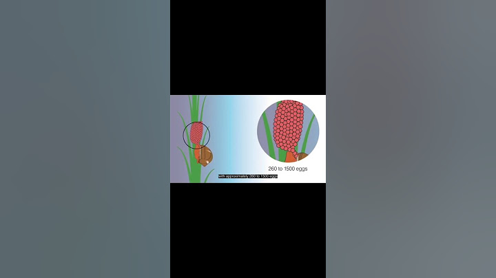 I thought they were raspberries