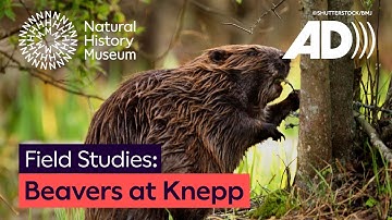 Bevers bij Knepp: een winnend ecosysteem | Veldonderzoek (met audiobeschrijving)