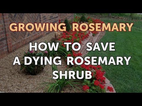 How to Save a Dying Rosemary Shrub