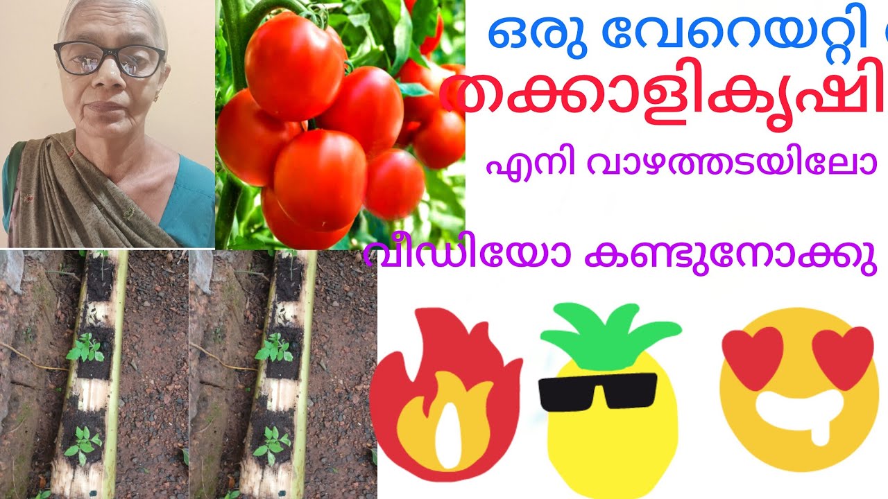 വാഴത്തടയിൽ നട്ട വേറെയറ്റി തക്കാളി കൃഷി ഈ വീഡിയോ കാണാതെ പോകരുത് 