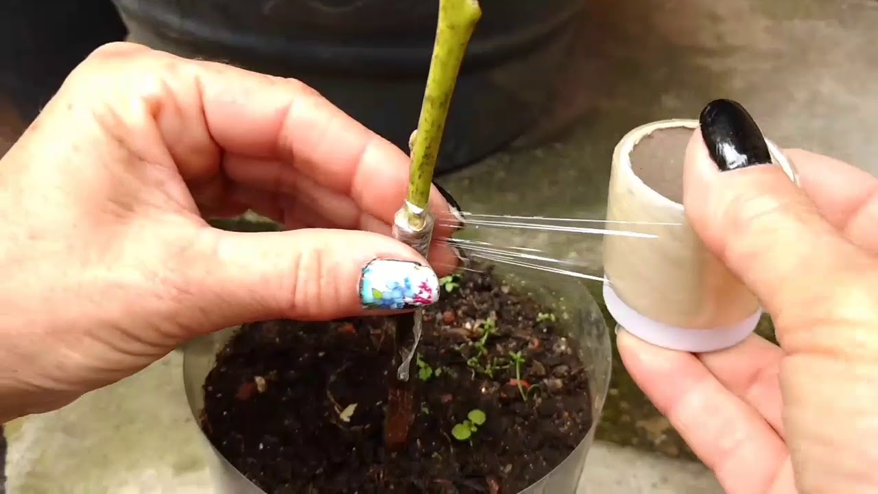 Enxertia na muda de abacate