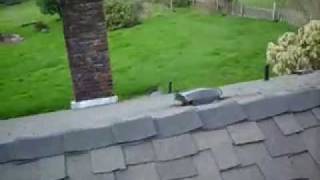 Roof Problem, Presidential Roof 1 - Roof Life of Oregon