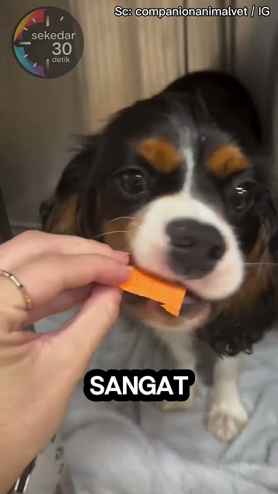 Anjing Gak Suka Ini #shortvideo