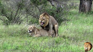 Lions In Love Next To Satara Rest Camp In Kruger Park