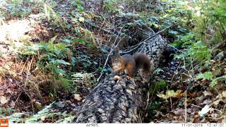 Autumnwatch at the stunning Wijnendale forest
