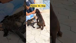 Hyena Vs Dog #Shortvideo #Hyena #Dog #Anjing #Hewan #Viral