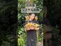 石垣島でリスザルに懐かれすぎた結果www#石垣島#石垣#リスザル