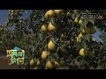 家家种植啤特果，关集村村民的腰包鼓了起来 | CCTV「我的美丽乡村」20210118