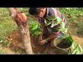 PLANTANDO MARACUJÁ NA MINHA CERCA DE ARAME