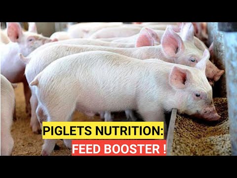 How PIGLETS Grow Faster And Bigger In A month !