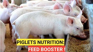 How PIGLETS Grow Faster And Bigger In A month !