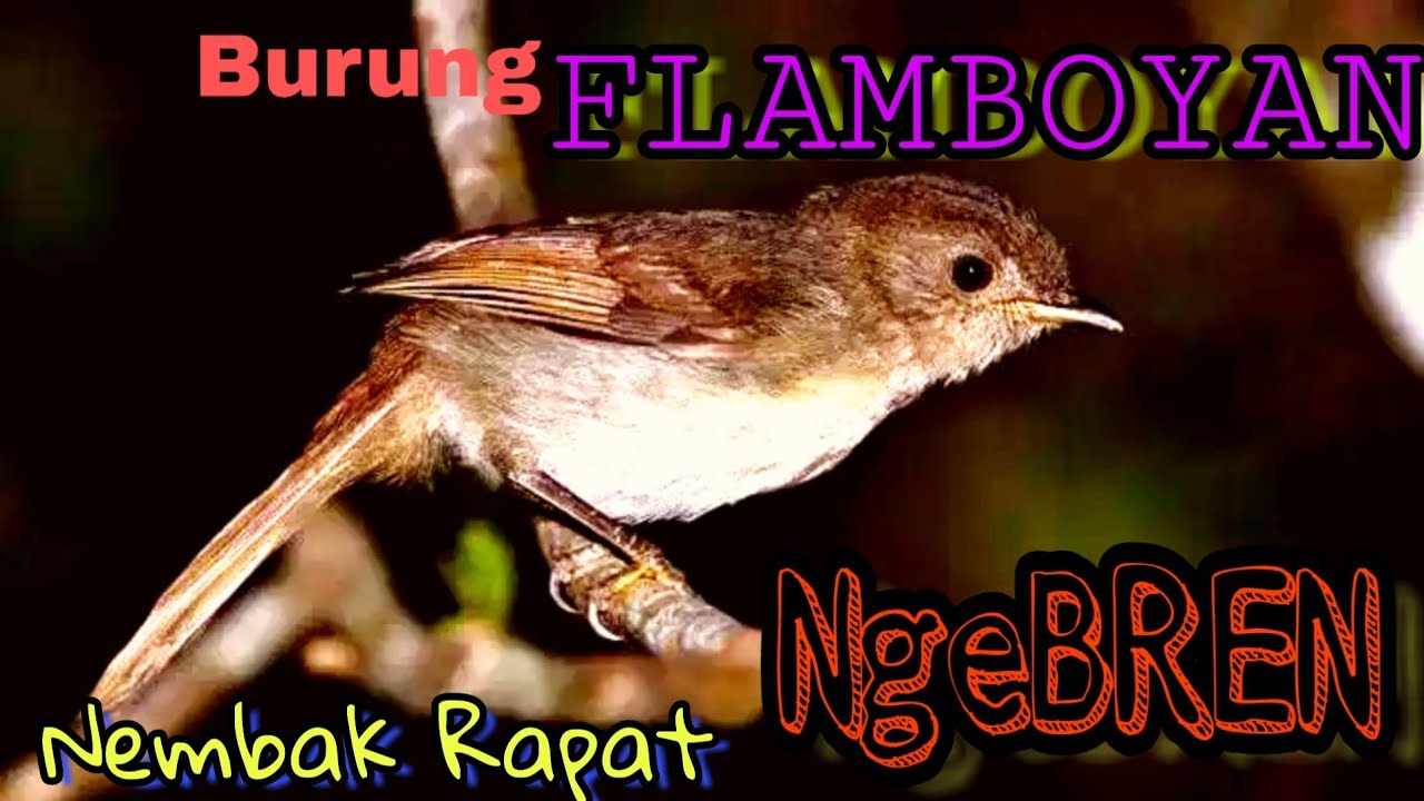 Download Masteran Murah Hasil Maksimal Suara Burung Flamboyan