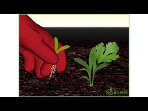How to Grow Aquatic Plants from Seeds - National Gardens - YouTube