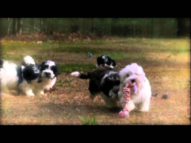 Meet the Adorable and Lovable So Cute Havanese Dogs That Make Great Family Pets