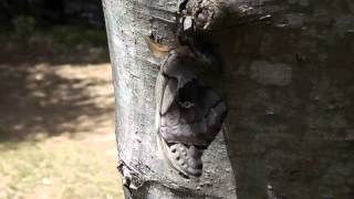 Freshly metamorphized Polyphemus Moth