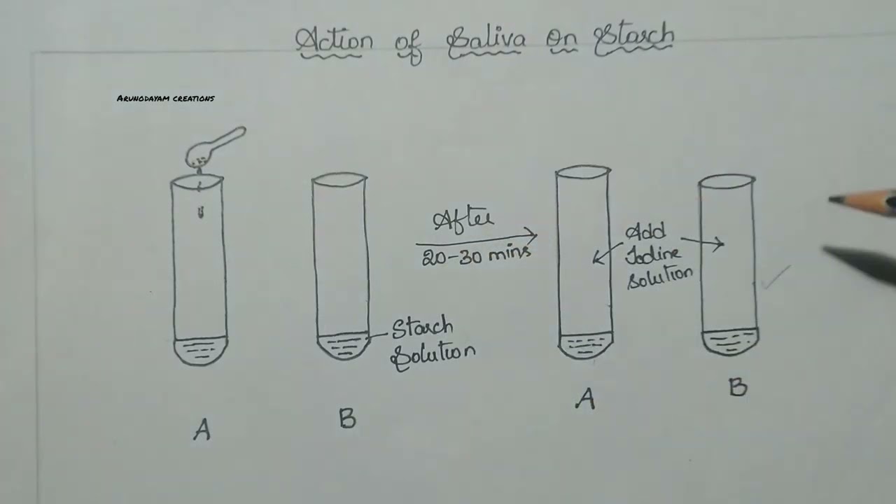 CBSE Action of saliva on starch explained in English lifeprocesses