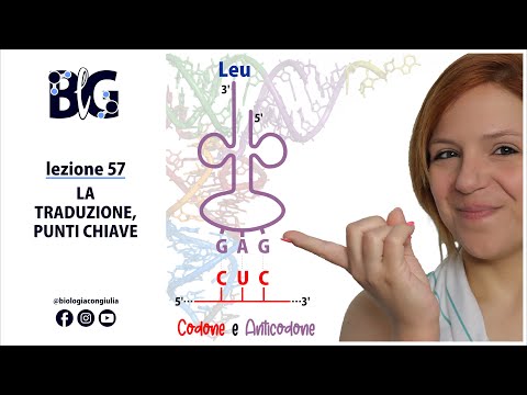 Video: Chi ha scoperto la traduzione in biologia?