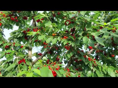 Βίντεο: Ψεκασμός Apricot Fruit Tree: Τι να ψεκάσετε στις βερικοκιές στον κήπο