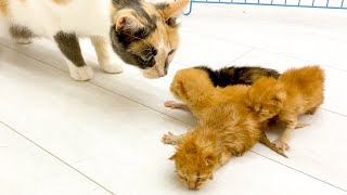 Lima and her kittens meet new foster kittens