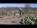 Hunting gambels quail