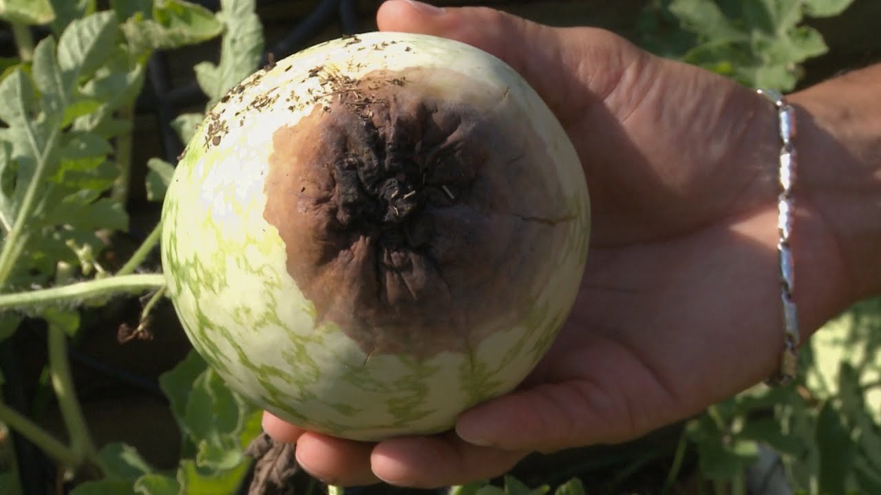 cantaloupes rot on bottom Cantaloupes rot on bottom