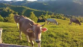 #romania ,#cows ,#mountainview ,#manastire,##bran ,#brasov @SwitzerlandVideos2024