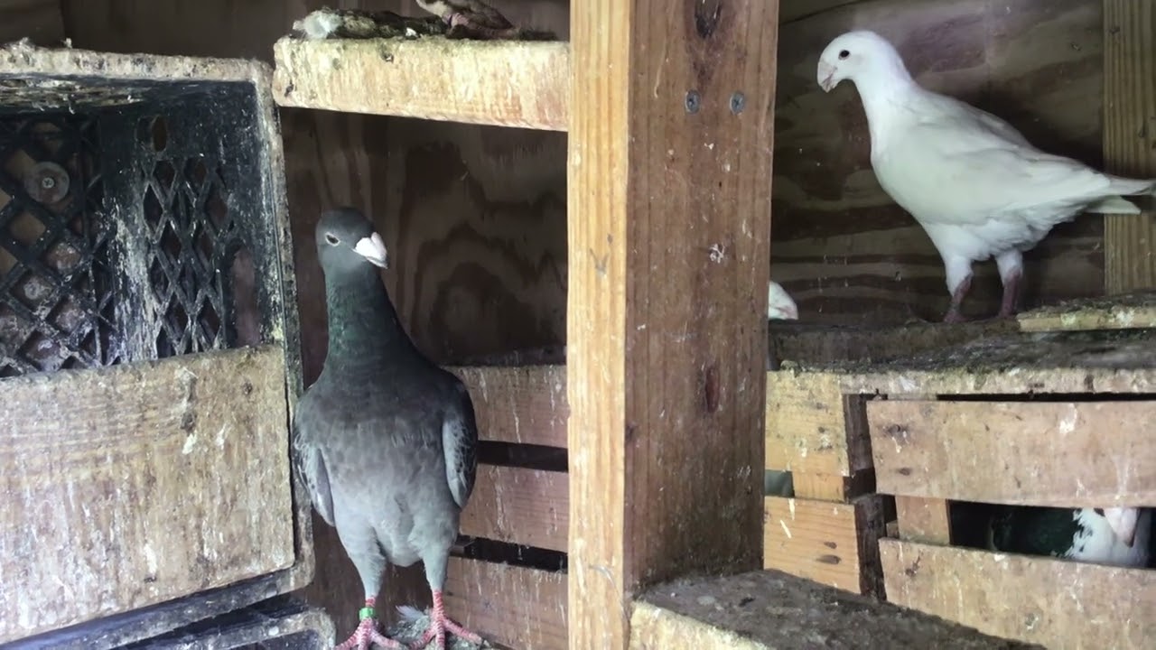 German Beauty Homers of Richie’s Aboujaoude