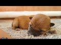 Tiny Miracle Boi - MLIP / Ep 100 / Shiba Inu puppies