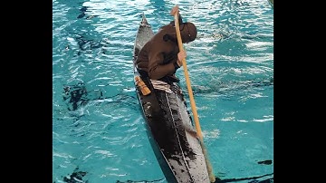 9 Standard Roll with paddle held behind head