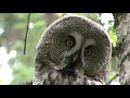 LAPPUGGLA  Great Grey Owl  (Strix nebulosa)  Klipp - 3251