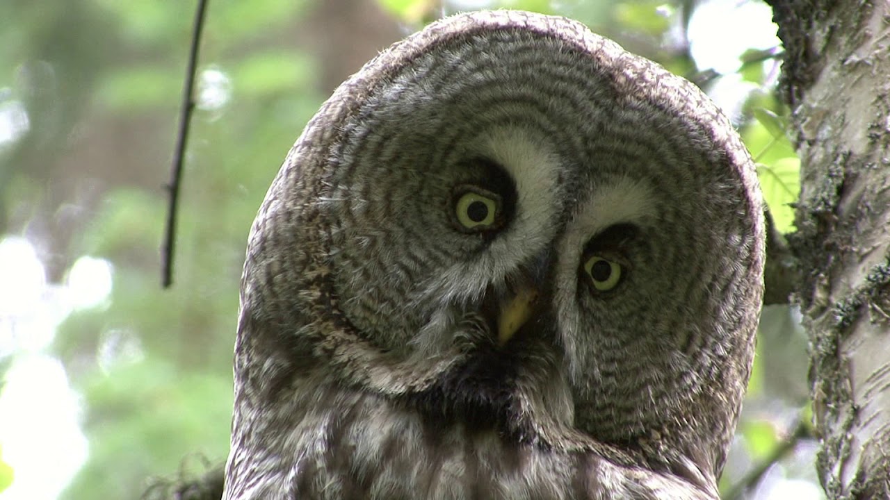 LAPPUGGLA Great Grey Owl (Strix nebulosa) Klipp - 3251 