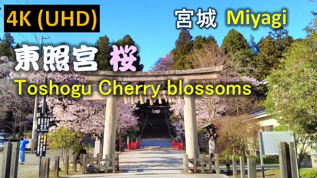 【4K】仙台東照宮  桜 Sendai Toshogu Cherry Blossoms
