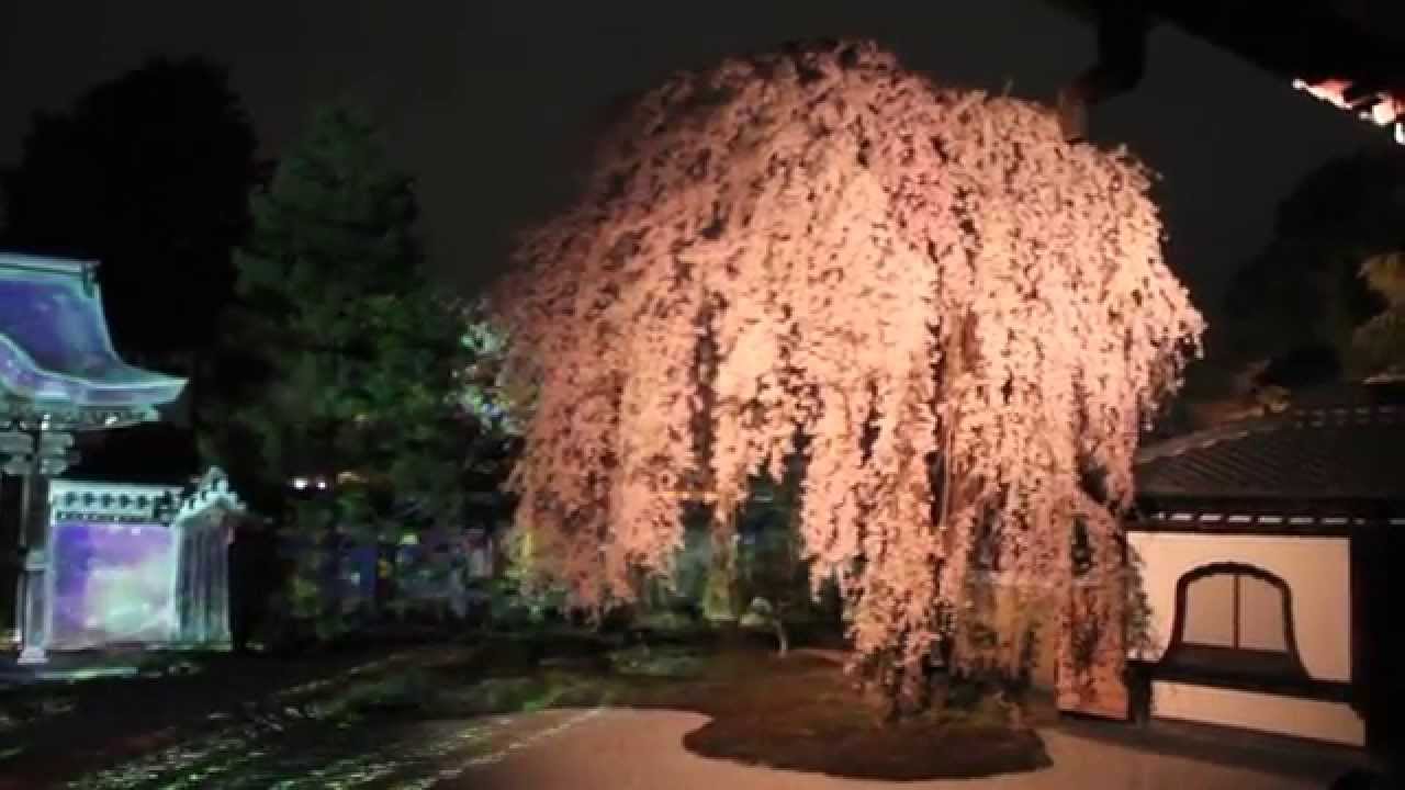 Sakura Blossoms: O-Hanami in Kyoto
