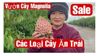 Vườn Cây Magnolia Sale Cây Ăn Trái , Có Hàng Mới, Ổi Hoàng Đế Trồng Từ Hạt || MÂY XANH || Video 232