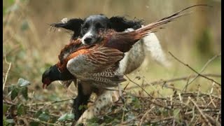 GUNDOG  TRAINING,STOP WHISTLE PART 2