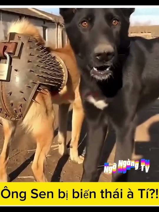Hận thèng Sen! #funny #dog #short @Videorefeshvn