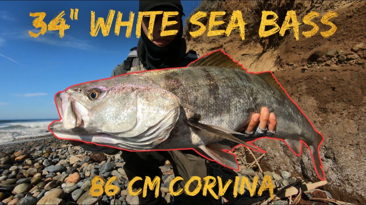 Huge White Sea Bass Surf Fishing l Corvina De 6kg Desde Orilla YouTube