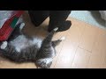 引越し業者に迷惑をかける猫 ノルウェージャンフォレストキャット Cats troubling moving companies