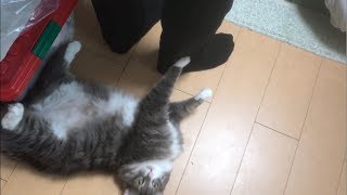引越し業者に迷惑をかける猫 ノルウェージャンフォレストキャット Cats troubling moving companies