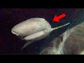 What Lives Under The Marina at NIGHT? Dropping My GoPro Underwater With Sharks!