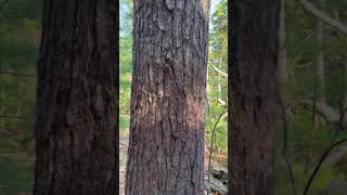 Forest Pulse — Psychedelic Tree Hallucination Simulation (LSD/Psilocybin Visuals)