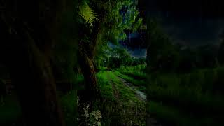 Rain sounds for sleeping | Rain sound in a forest | Thunderstorm sounds |  #rain #shorts