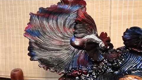 Cặp cá xiêm gỗ trắc đỏ đen hàng vip