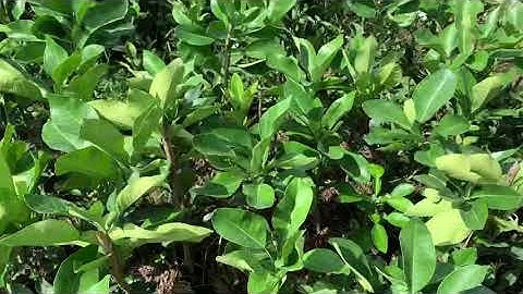 Bưởi ruby:0983198739.cty cây giống tấn tài