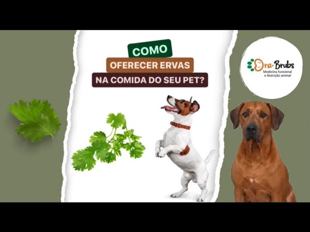 COMO OFERECER ERVAS NA COMIDA DO SEU PET 🌿?