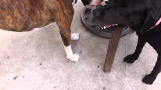 Alpha Pet Care - Doggie Day Care