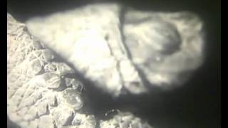 Olá - Prémios IV
