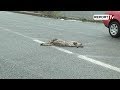 Report TV Fundi I Trishtë I Një Ujku Në Rrugën E Kombit Report TV Fundi I Trishtë I Një Ujku Në Rrugën E Kombit