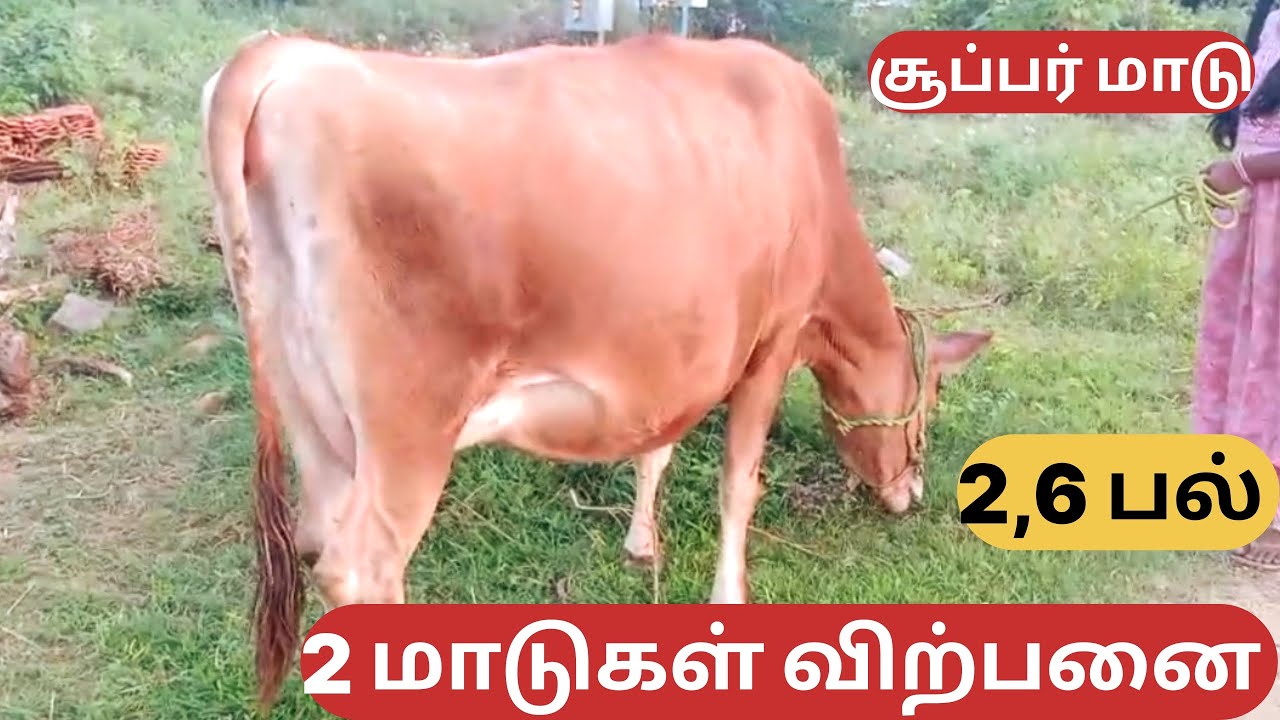 2 மாடுகள் விற்பனை 